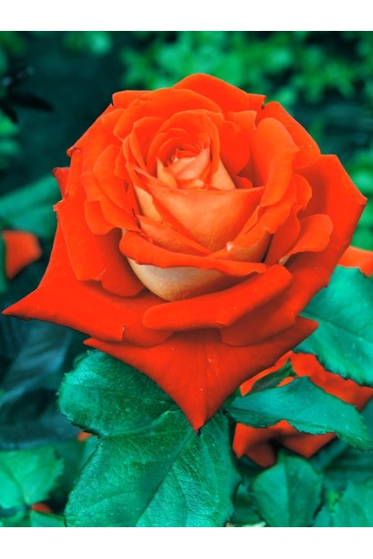 Пишні квіти троянди Верано